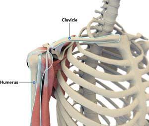 shoulder-anatomy